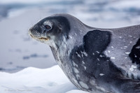 Weddell Seal