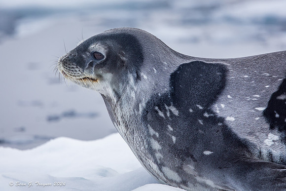 Weddell Seal