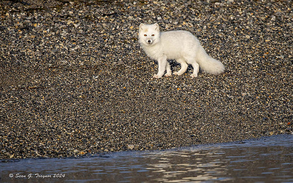 Arctic Fox
