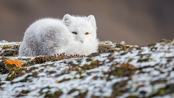Arctic Fox