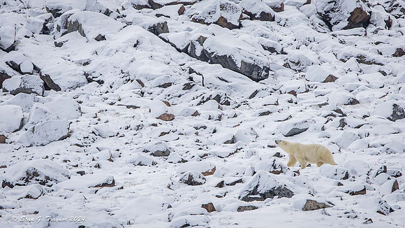 Polar Bear