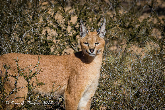 Caracal Cat