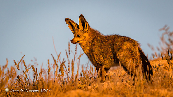 Bat-eared Fox