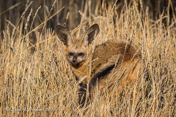 Bat-eared Fox