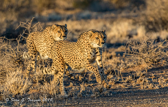 Cheetahs