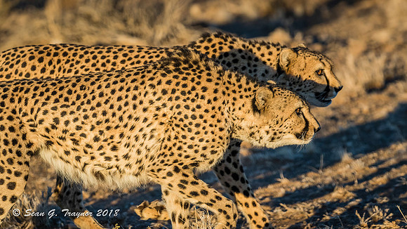 Cheetahs