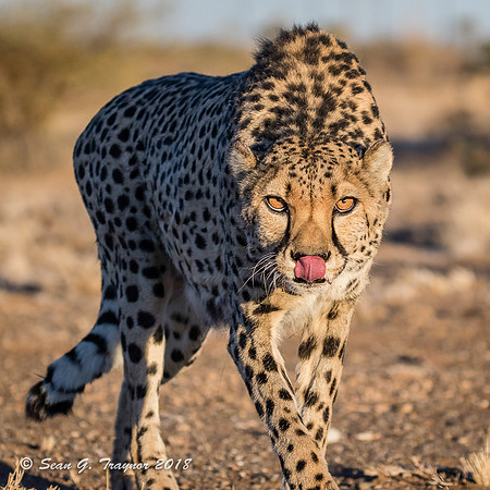 Cheetahs