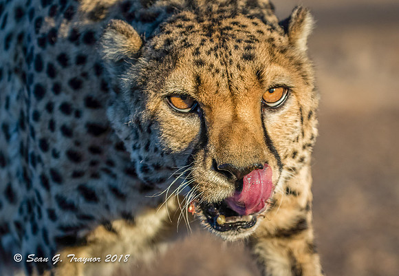 Cheetahs