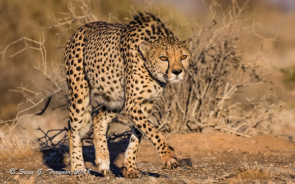 Cheetahs