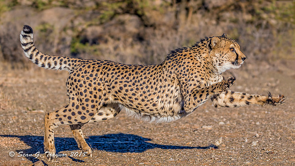 Cheetahs