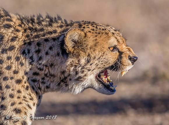 Cheetahs