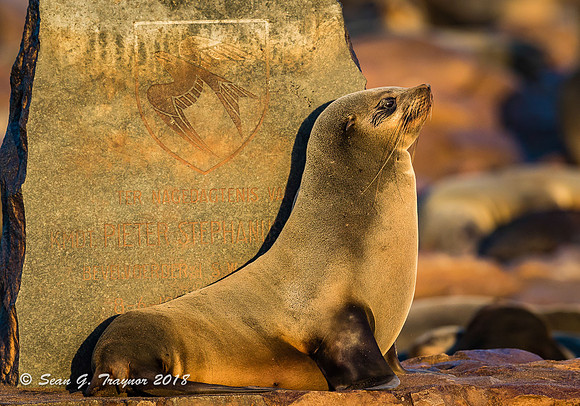 Cape Fur Seals