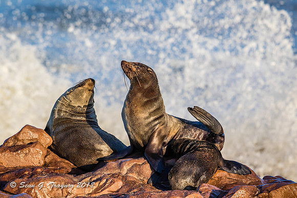 Cape Fur Seals