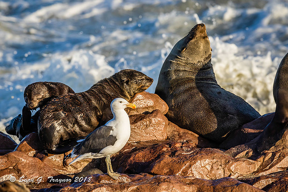 Cape Fur Seals