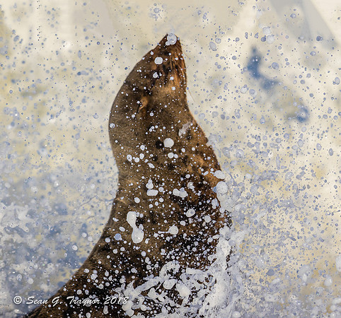 Cape Fur Seals