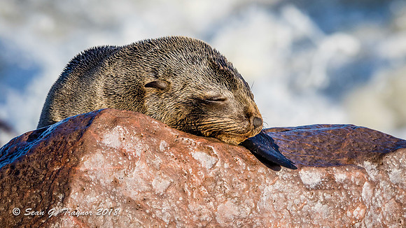 Cape Fur Seals