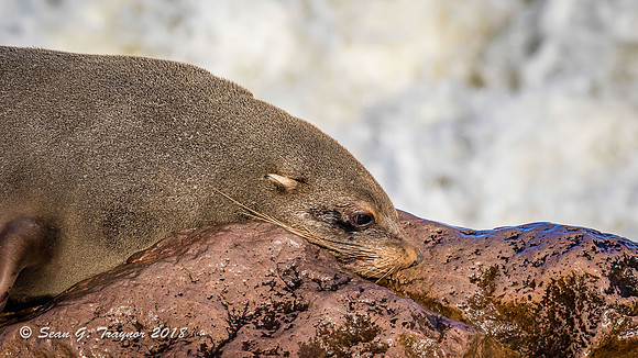 Cape Fur Seals
