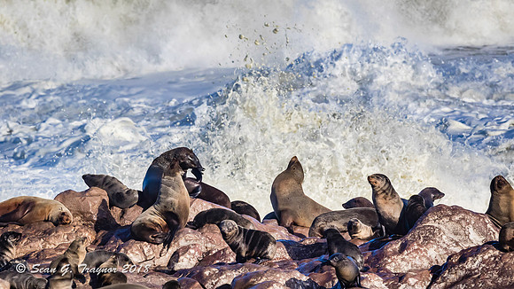 Cape Fur Seals