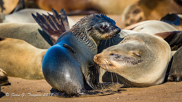 Cape Fur Seals