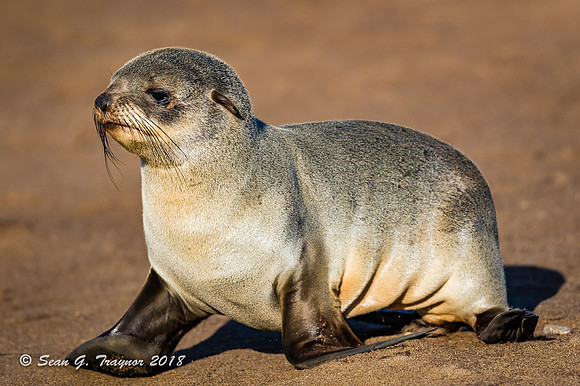 Cape Fur Seals