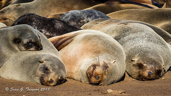 Cape Fur Seals