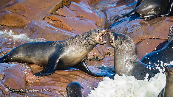 Cape Fur Seals