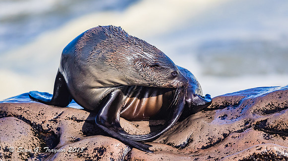 Cape Fur Seals