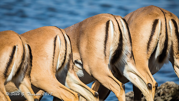 Black-faced Impalas
