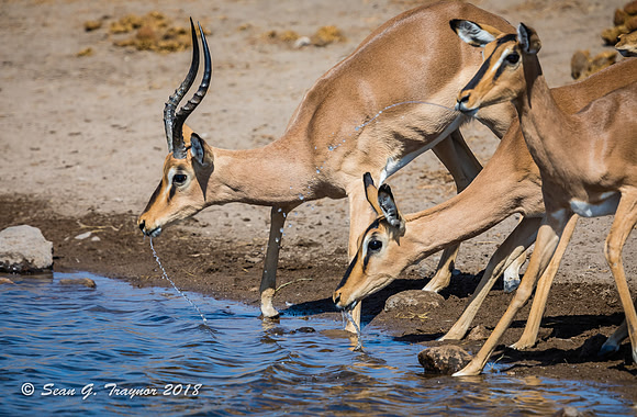 Black-faced Impalas