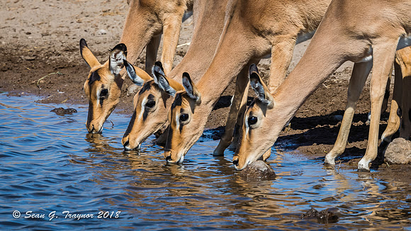 Black-faced Impalas