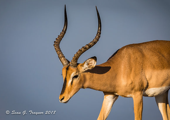 Black-faced Impalas