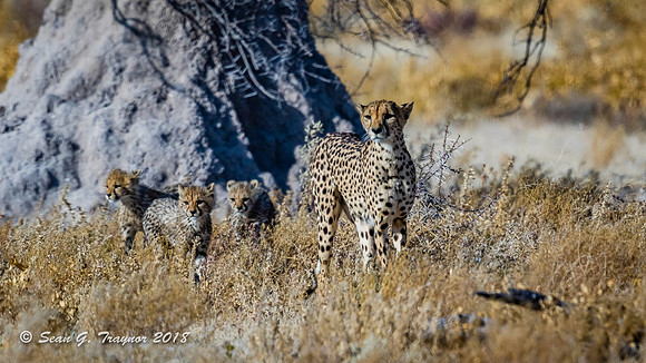 Cheetahs