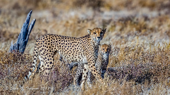 Cheetahs