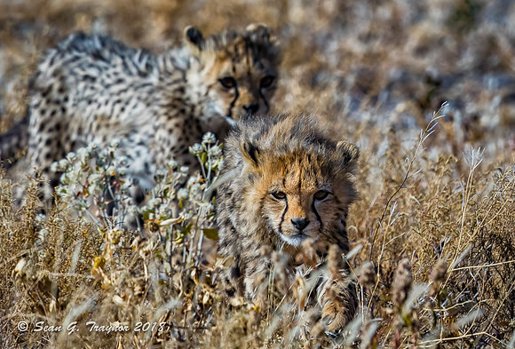 Cheetahs