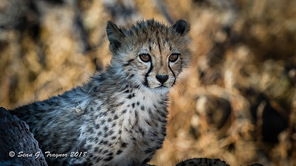 Cheetahs