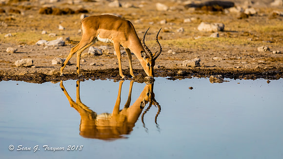 Black-faced Impalas