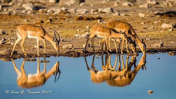 Black-faced Impalas