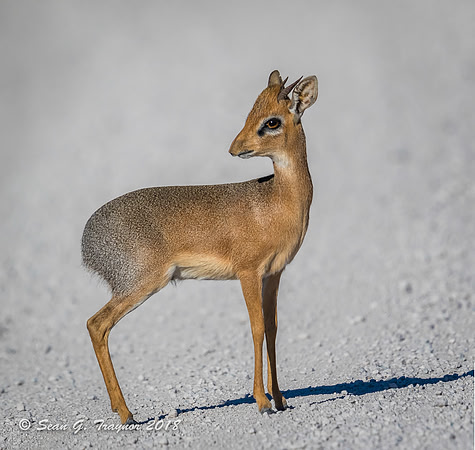 Dik-dik