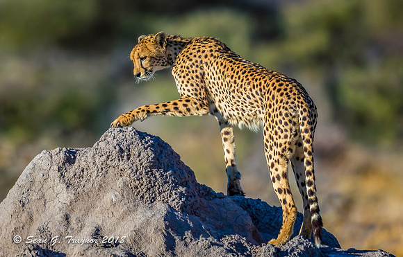 Cheetahs