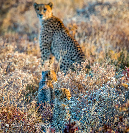 Cheetahs