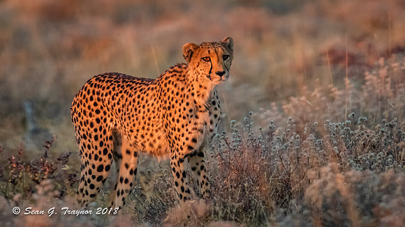 Cheetahs
