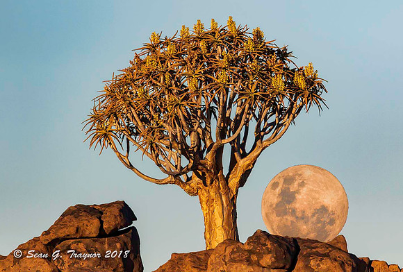 Quiver Trees