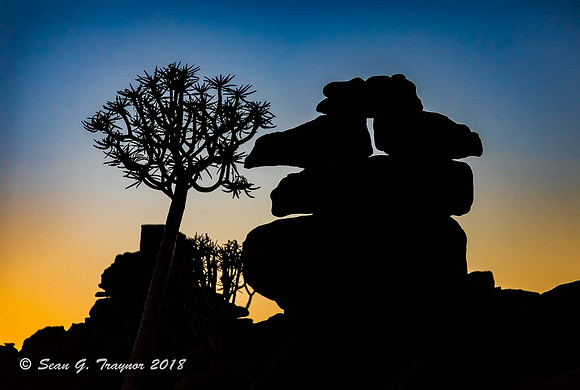 Quiver Trees