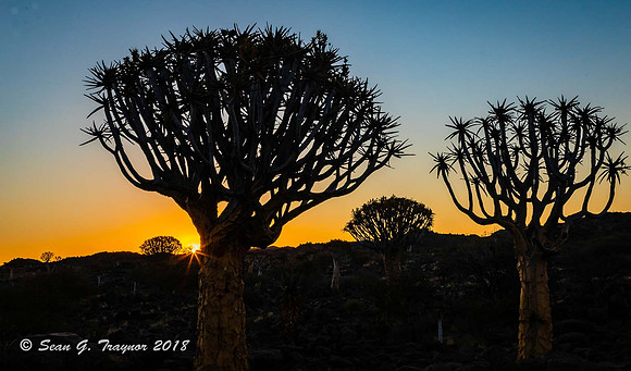 Quiver Trees