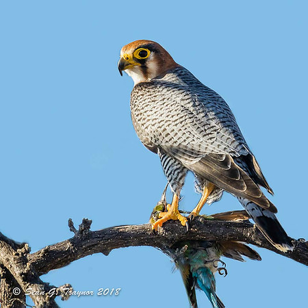 Lanner Falcon and Bee-eater