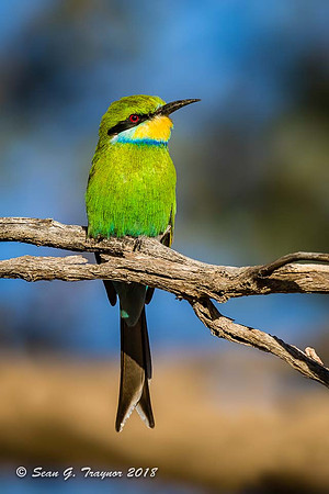 Bee Eater