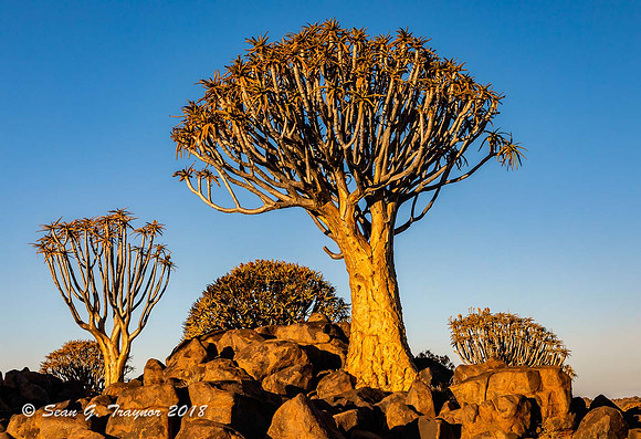 Quiver Trees