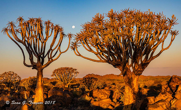 Quiver Trees