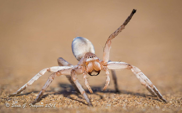 White-Lady Spider