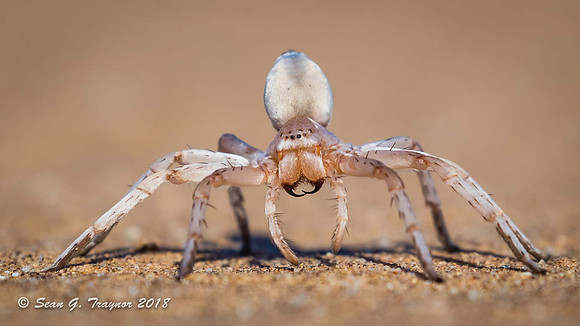White-Lady Spider